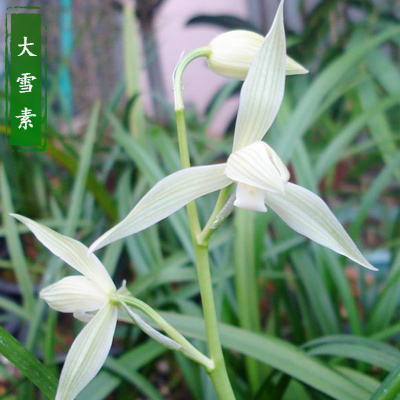 大雪素兰花云南正品大理浓香春兰花苗莲瓣兰原生老种白色客厅绿植