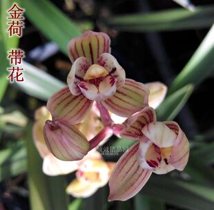 兰花苗 建兰四季兰 绿植盆栽 金荷12/苗
