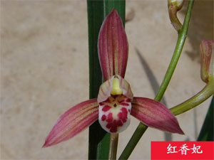 兰花四季红香妃清仓价