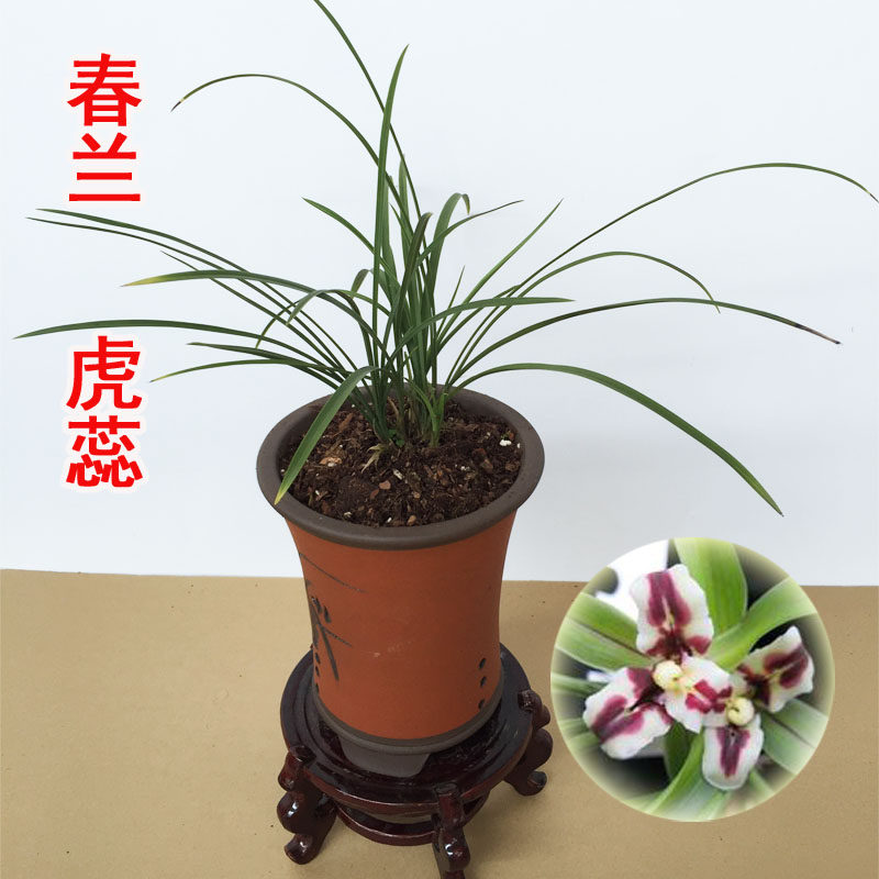 正品春兰虎蕊无花苞书房 茶几兰花绿植盆栽 卧室窗台客厅 免邮