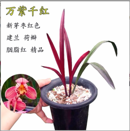 四季名品 万紫千红紫罗兰红草荷瓣好养兰花苗 花卉绿植浓香