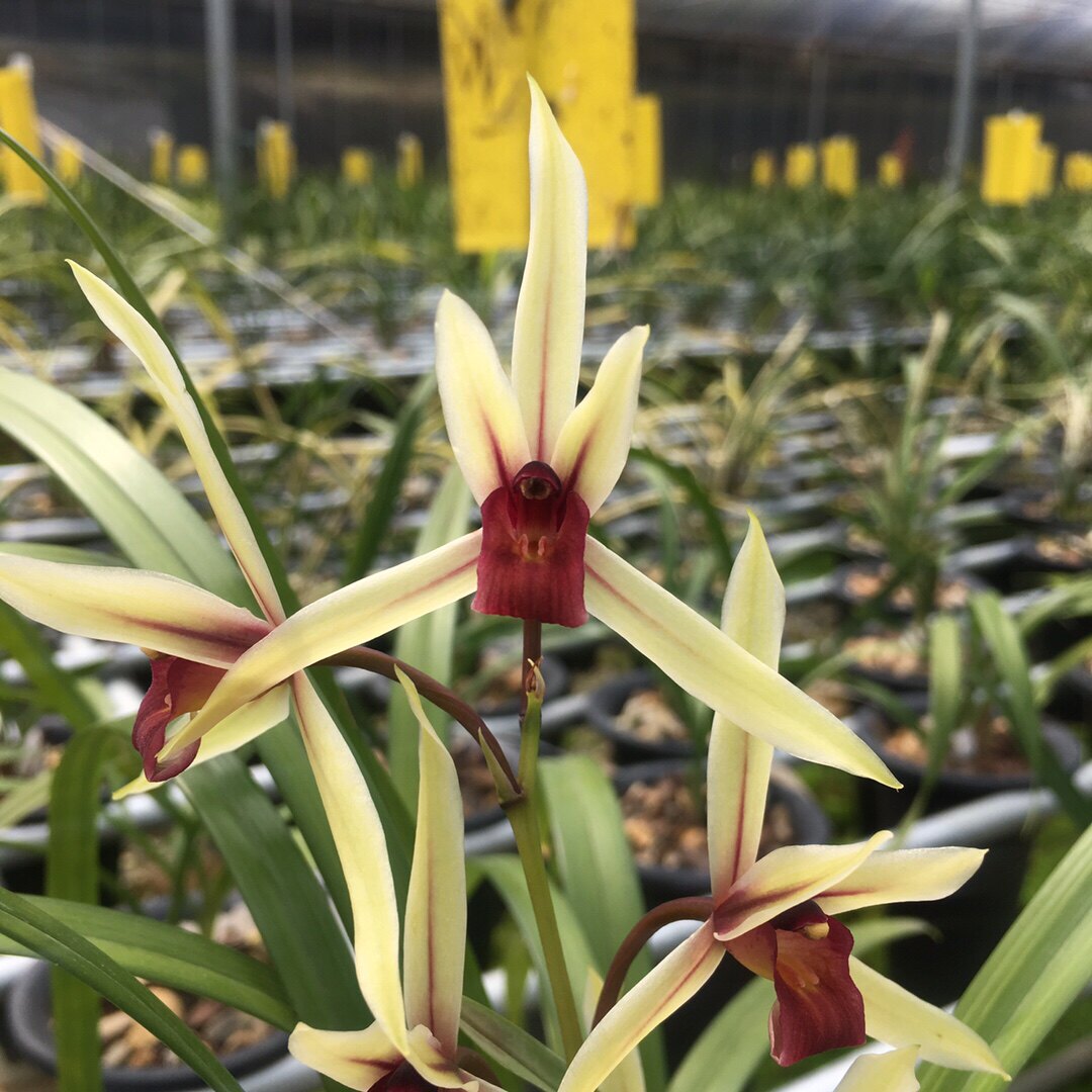 寒兰红素 烈焰红唇 初恋 名贵直立叶兰花苗铭品绿植盆栽浓香