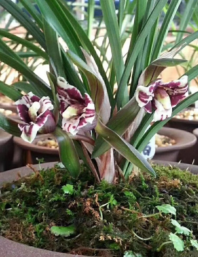 安徽自然老种兰花苗 春兰【大龙胭脂】浓香绿植花卉园艺盆景