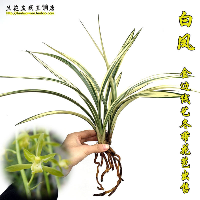 白凤金边线艺盆栽兰花苗