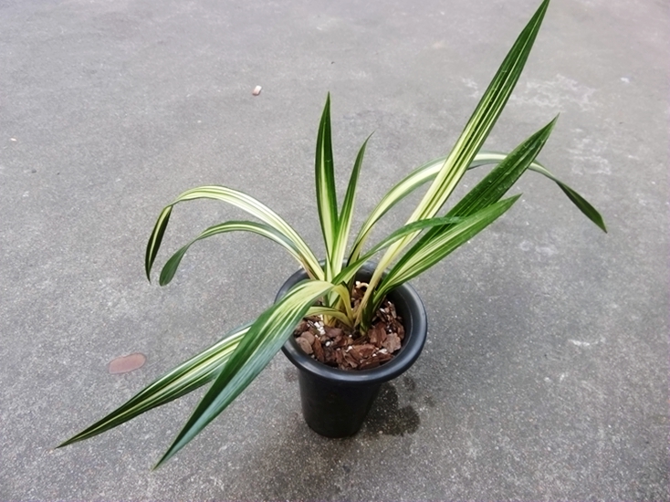 世界上特香兰花墨兰精品色花线艺-黄金盛世中透艺室内绿植盆栽