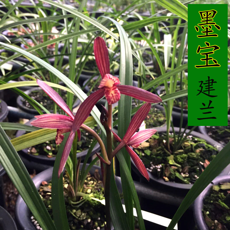 兰花建兰四季兰色花紫蜻蜓 墨宝 夏秋季带花苞浓香绿植免邮花卉