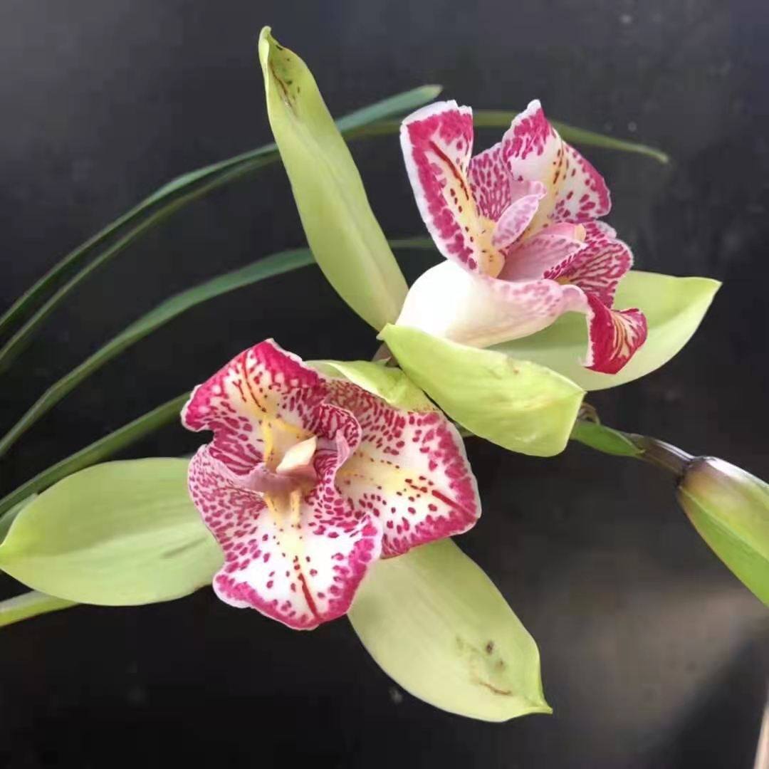 精品兰花四季兰特香兰花四季开花满屋飘香吉祥三宝室内浓香花卉