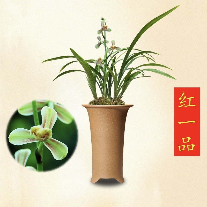 红一品 建兰八大名品 浓香老种兰花苗夏带花苞 好养室内绿植盆栽