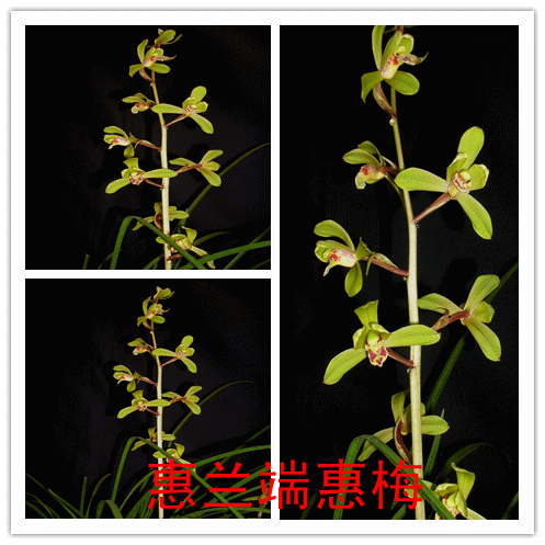 清仓价免邮 兰花蕙兰 端惠梅  特价20元 品种保证 假一赔十