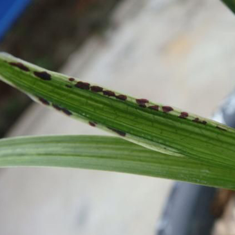 花期带花苞春带花苞兰草春兰蝶草蝶花叶蝶 荷三星室内盆栽