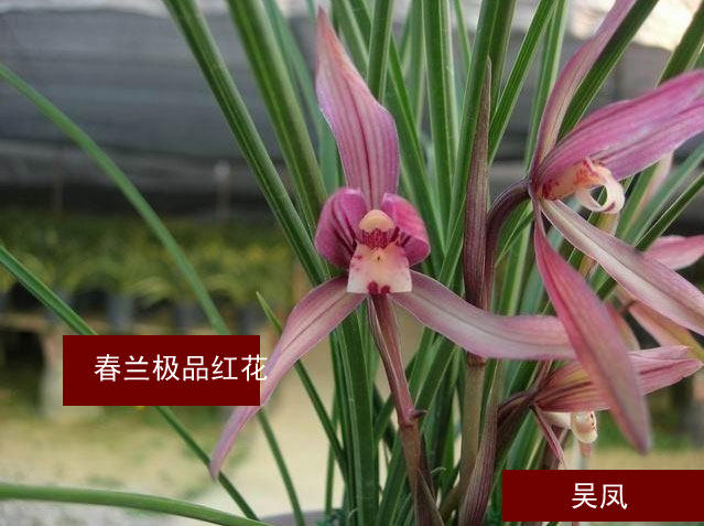 花期带花苞清仓价兰花春兰 红花吴凤 特价促销元每苗 免邮