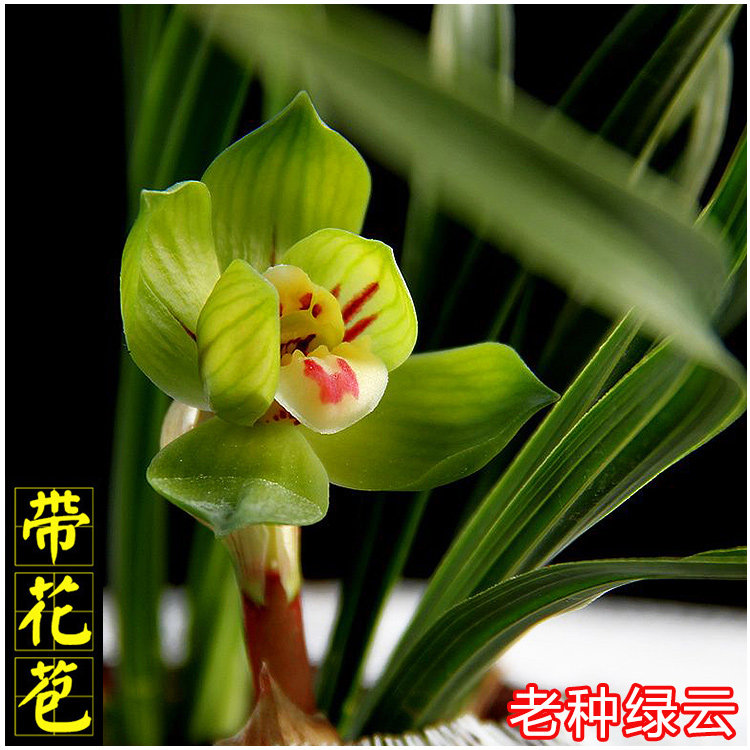 绿云兰花春兰皇后矮种正品 老种浓香经典名品艺草叶有扭曲带花苞