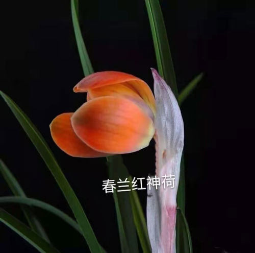 世界上特香的兰花精品春兰荷瓣色花红神荷室内阳台植物盆栽包邮