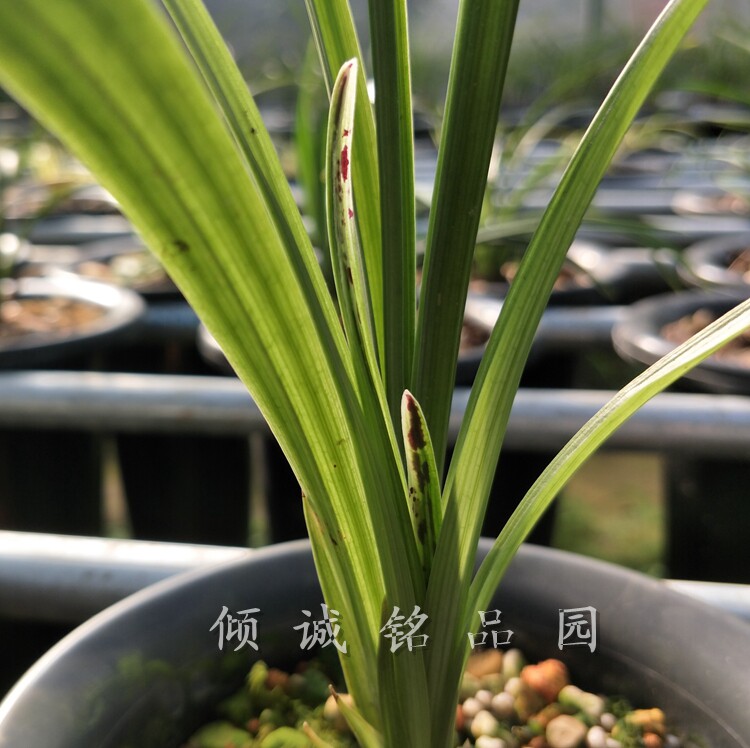 花期带花苞兰花 春剑新品 漂亮连带叶蝶草(春剑叶蝶)1000/苗