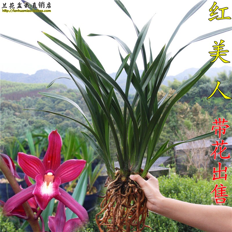 浓香兰花苗 出售办公室桌面花卉草 建兰 红美人 紫霞仙女