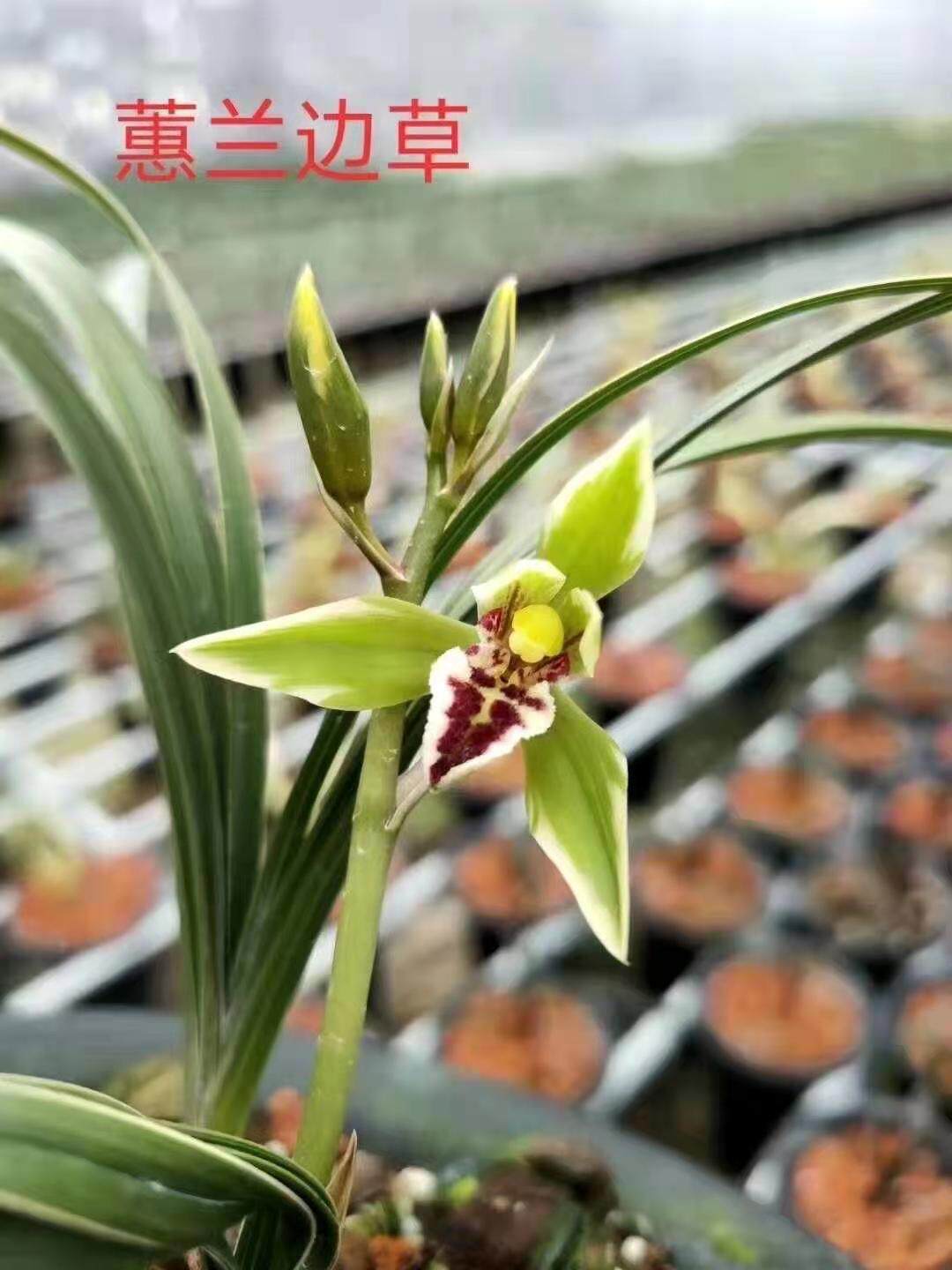 世界上特香兰花漂亮的蕙兰边草太极室内浓香草本盆栽客厅花卉趣味