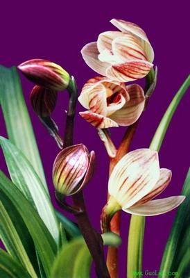 绿植云南盆景兰花苗