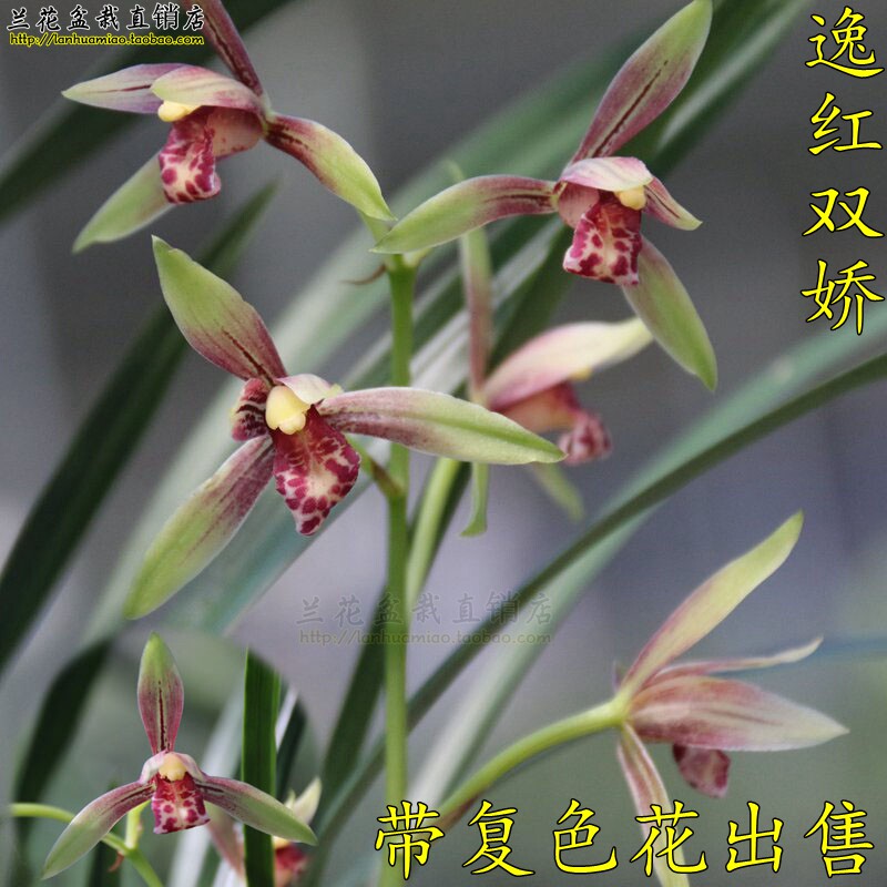 正品 传统建兰名品复色花 逸红双娇 好养易活盆栽兰花苗