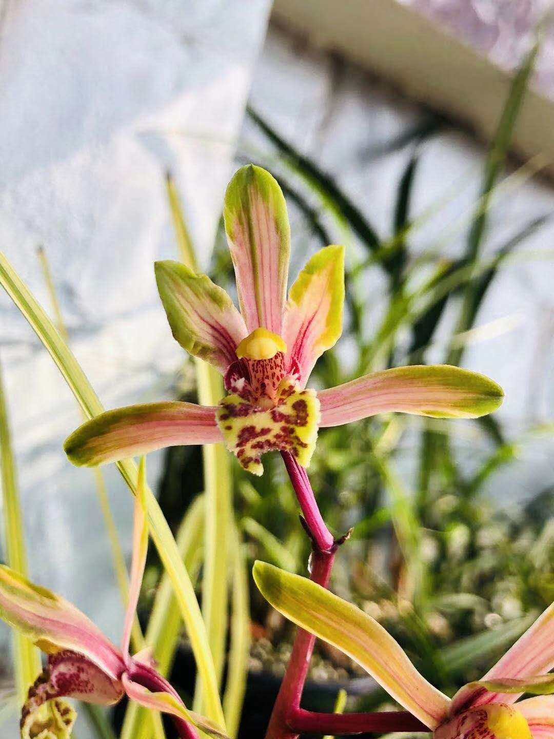 新品种兰花蕙兰变型中透开红中透花 数量有限 品种稀有