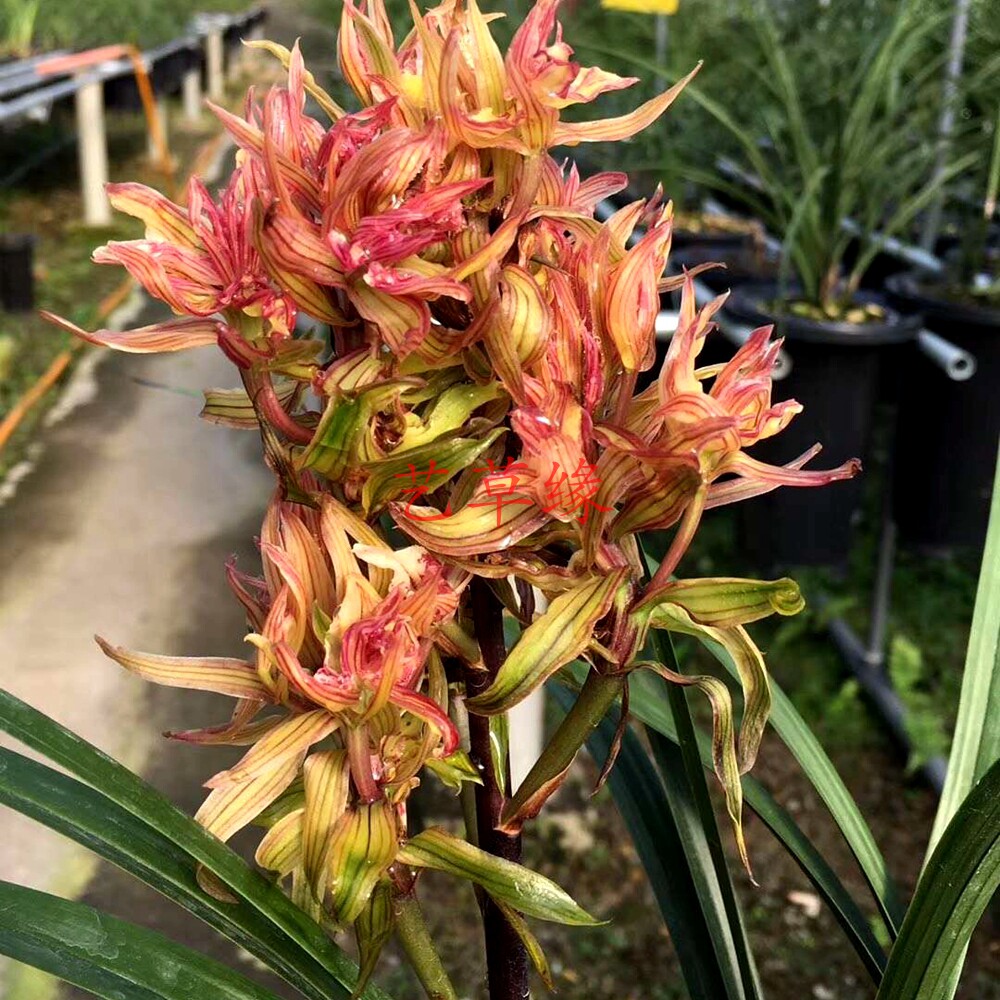 特香兰花苗春剑奇花 火凤凰 浓香鲜花卉盆栽绿植好养冬春花苞