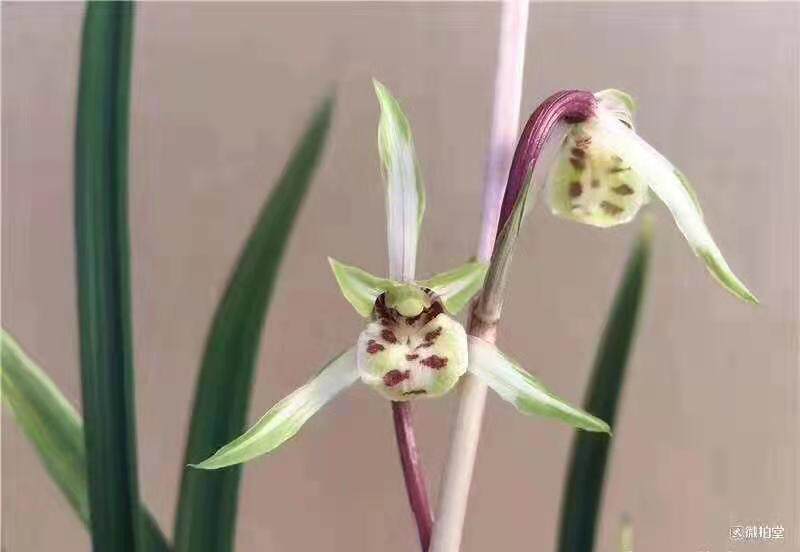 精品兰花寒兰奇花花艺双全 杨贵妃室内趣味植物盆栽花期带花苞