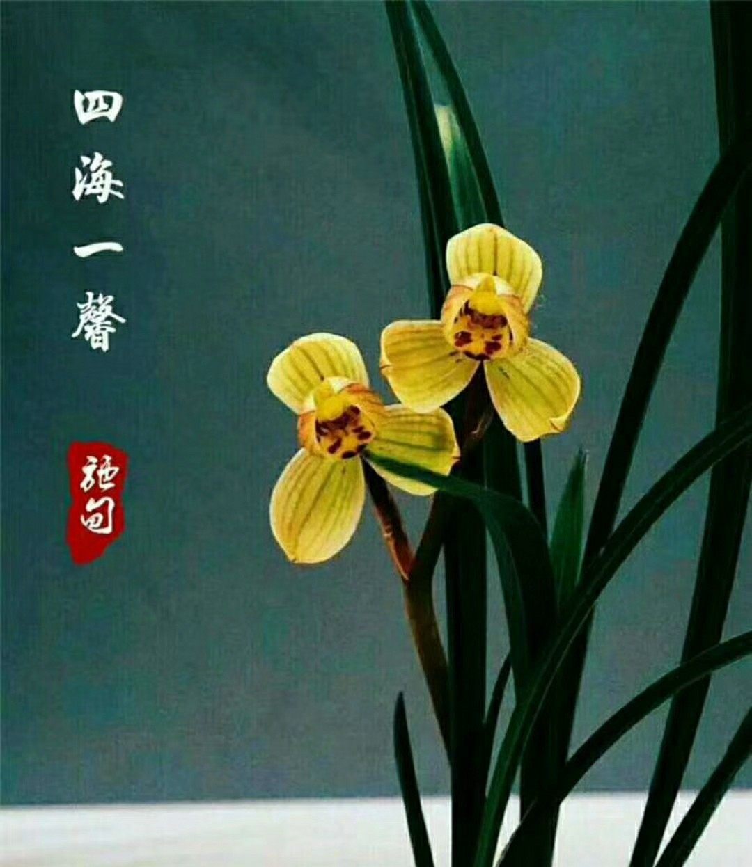 云南名品兰花苗盆栽 莲瓣兰【四海一馨】浓香室内绿植花卉盆景