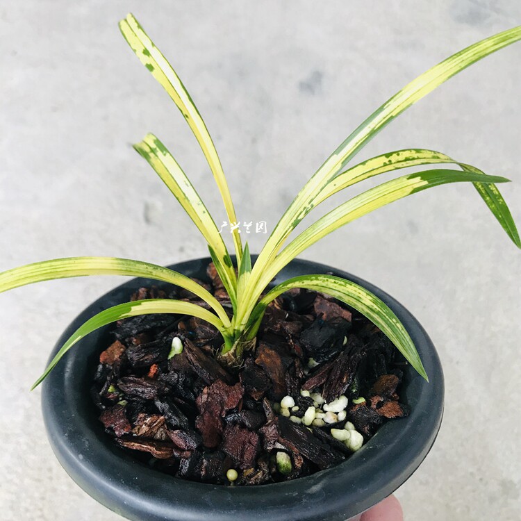 精品实物拍摄兰花春兰新品高档 黄金大虎斑线艺 此盆2苗