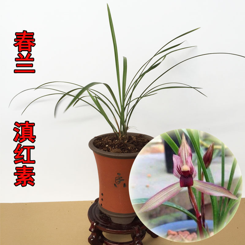 清仓价正品春兰滇红素 兰花色花桌面绿植 盆栽植物 免邮