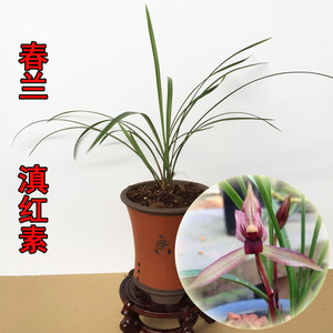 清仓价正品春兰滇红素 兰花色花桌面绿植 盆栽植物 免邮