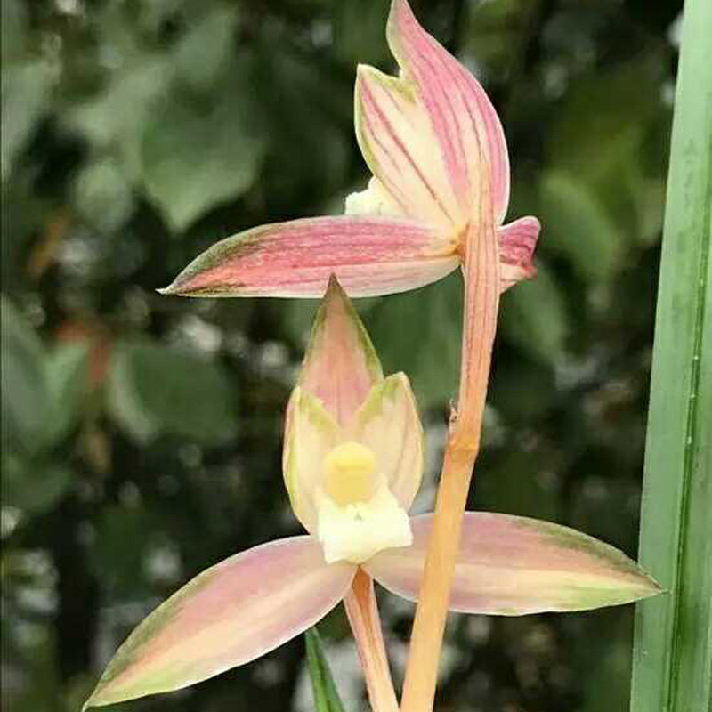 当年开花兰花苗盆栽好发货 春剑红霞素 漏风漏雨自然栽培