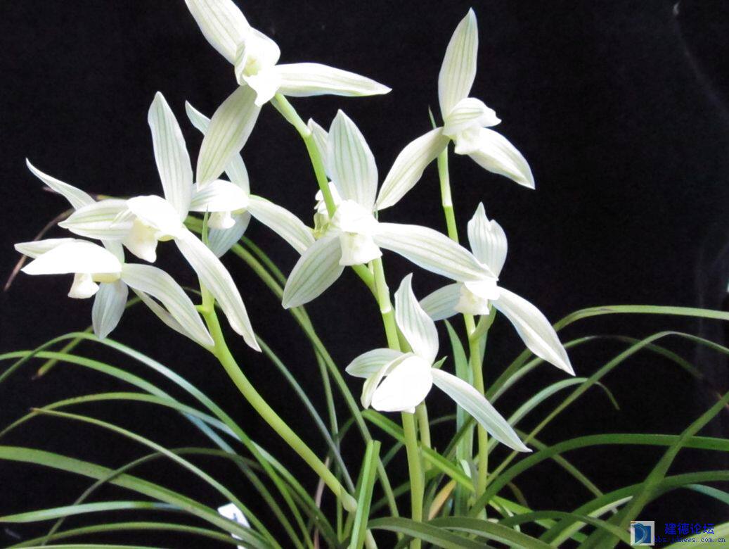 清仓价高品质兰花 兰花 莲瓣兰 小雪素 浓香型