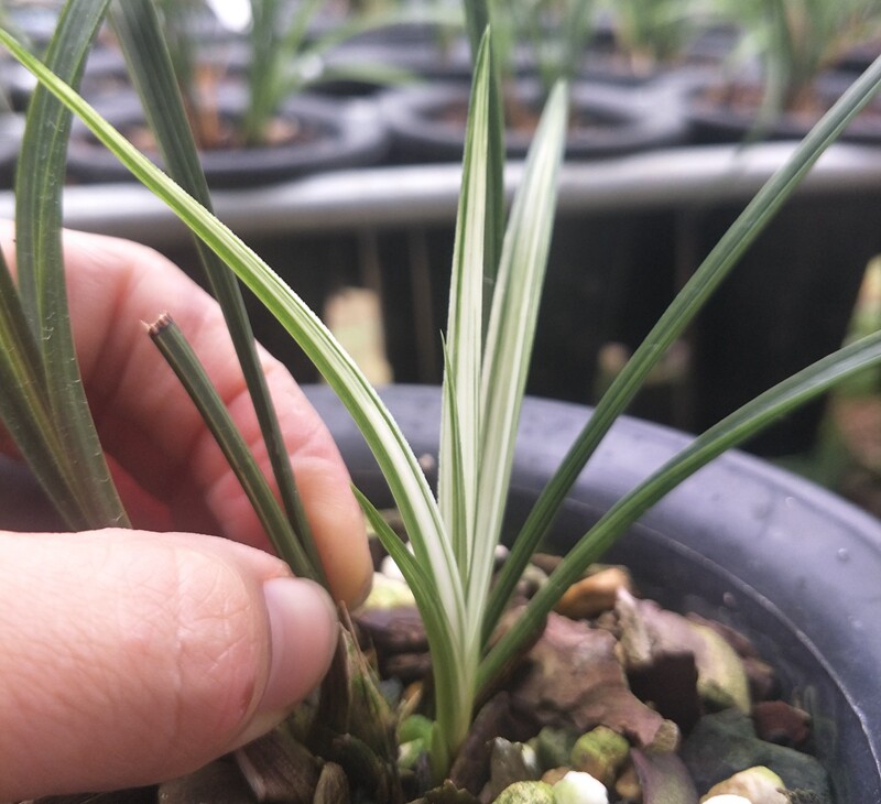 花期带花苞兰花 春兰私搞艺瓷白绿帽中透  实拍1盆980
