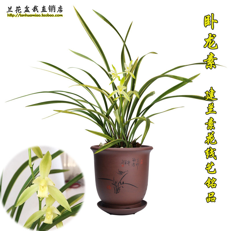 建兰素花带金边线艺 卧龙素 夏带花苞出售办公室花卉盆栽兰花苗