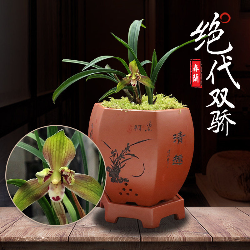 特香【孤品新品】春兰绝代双骄红花梅瓣带艺水晶头矮种名贵兰花
