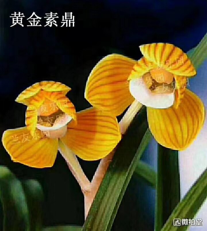 绿植云南兰花苗盆景黄金素鼎