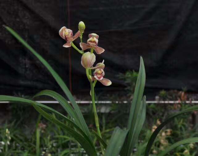 荷瓣香味浓郁开花建兰