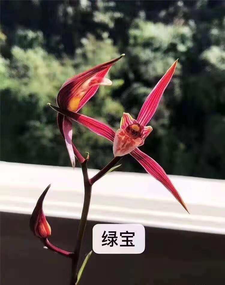 新品兰花超香寒兰线艺中透绿宝花艺双全草本花卉室内盆栽阳台
