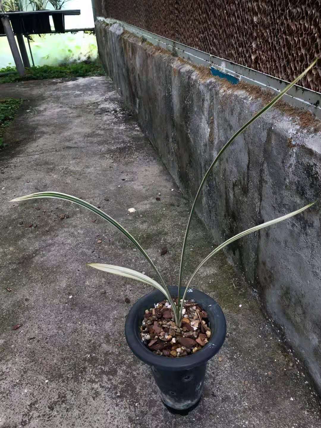 精品兰花建兰高级瓷白艺中透艺白马王子客厅花卉浓香植物盆栽