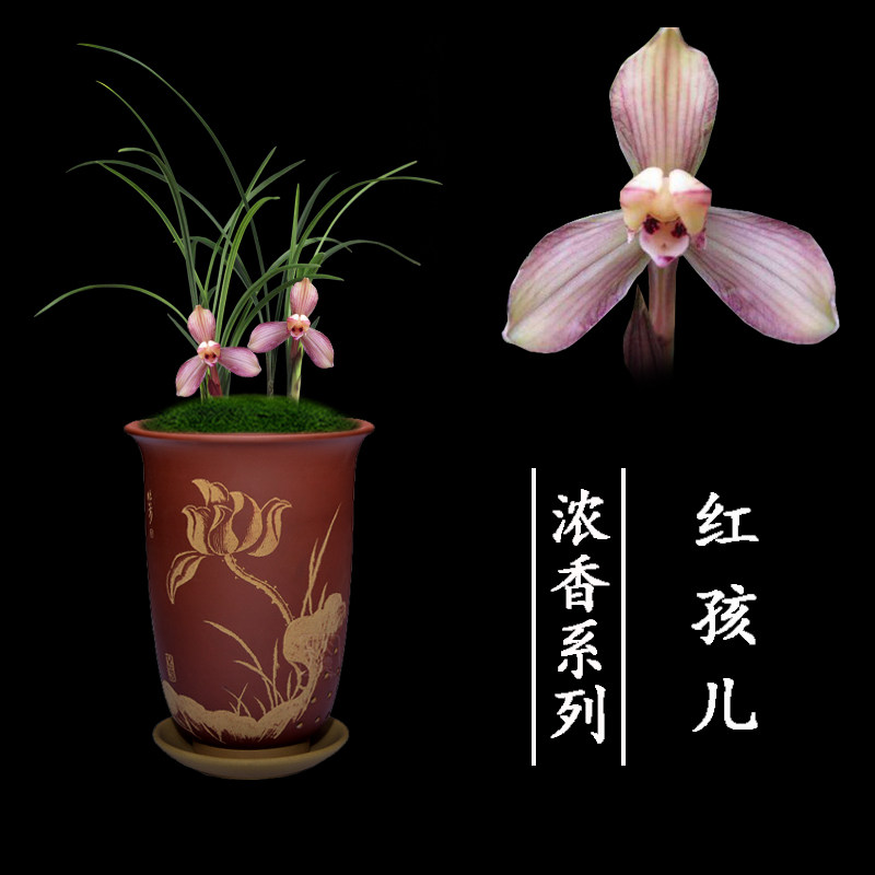 兰花苗无花苞名贵春兰红孩儿盆栽植物阳台室内客厅美观绿植花卉
