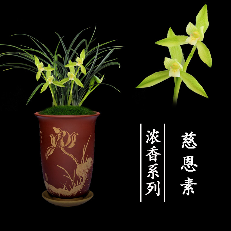 兰花盆栽植物名贵客厅春兰慈恩素室内好养浓香绿植花卉兰花苗