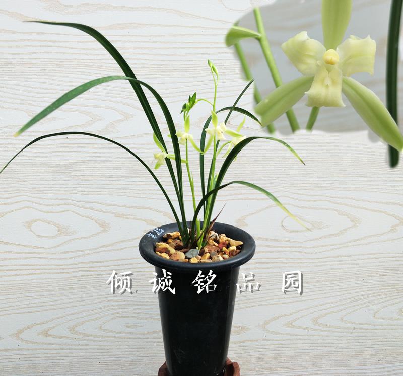 兰花苗 夏季带花建兰 四季兰 素三星（冠年）80/苗