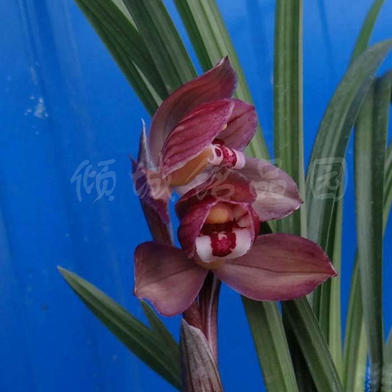 花期带花苞兰花 春剑 绿植盆栽 新品老种（大红荷）500/苗