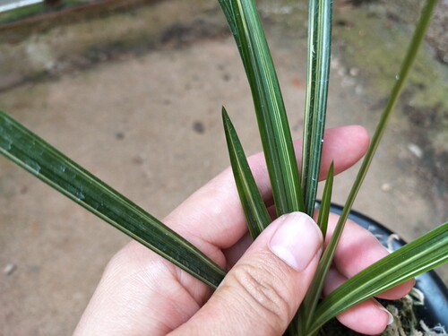 艺草客厅盆栽兰花