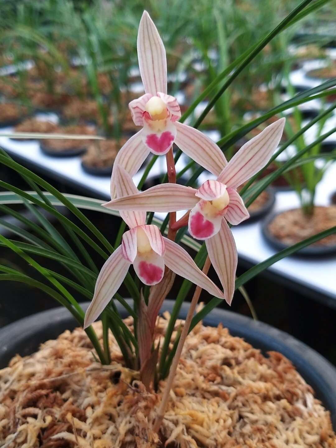 包邮 兰花苗客厅花卉阳台盆栽浓香老种兰花莲瓣兰 水点桃花