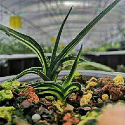 绿植高档漂亮水晶兰花苗