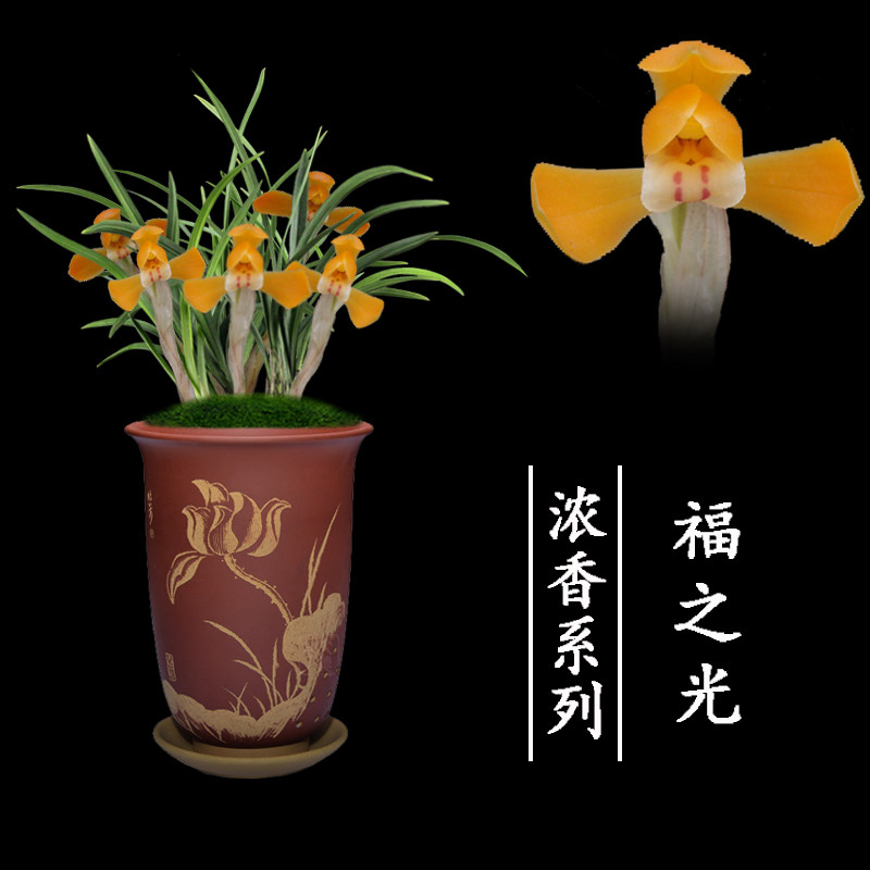 兰花苗无花苞名贵春兰福之光盆栽植物阳台室内客厅美观绿植花卉