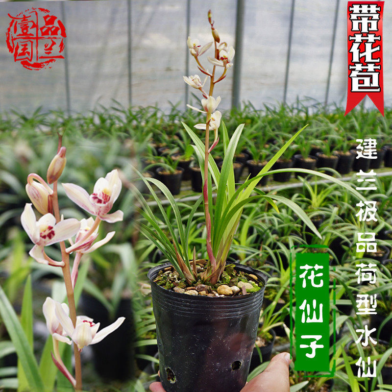 名贵矮种高档盆栽兰花