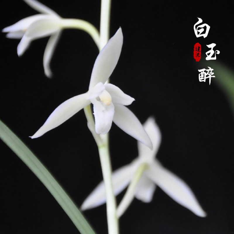 浓香型兰花苗 白玉醉 建兰四季兰香气扑鼻阳台书房办公室绿植花卉