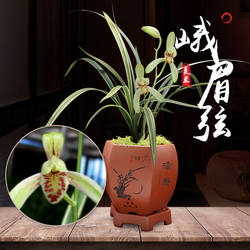 特香【原生老种】峨眉弦四季兰名品建兰金奖兰花植物盆栽花卉