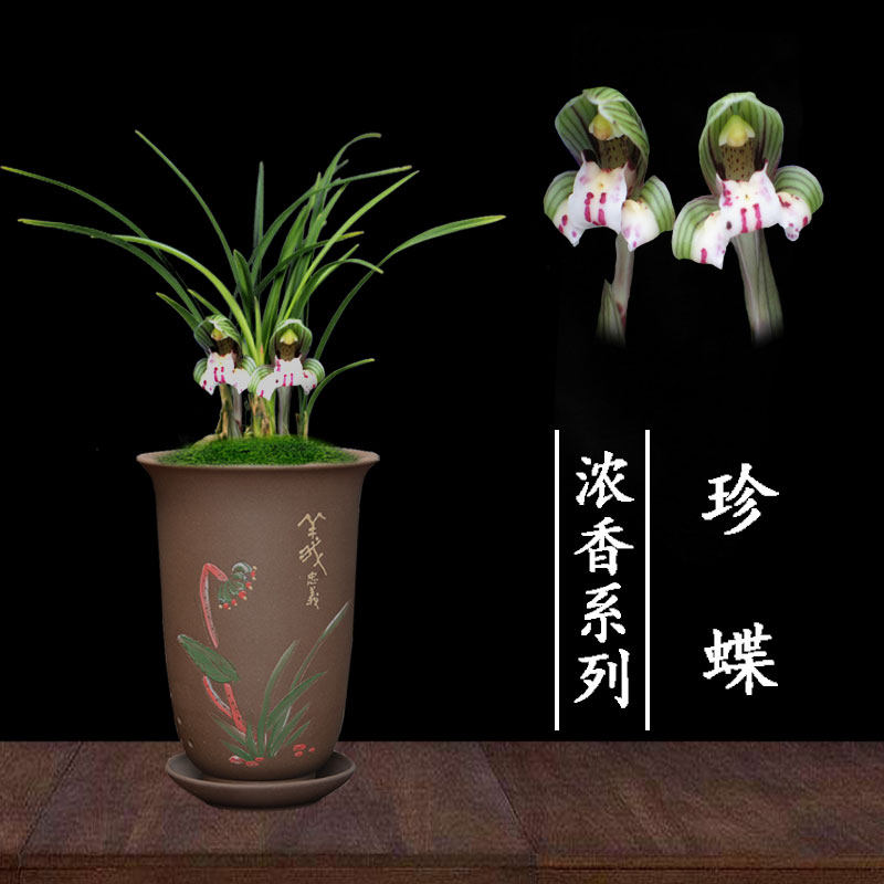 兰花春兰珍蝶无花苞阳台窗台茶几书房卧室客厅花卉绿植盆栽兰花苗